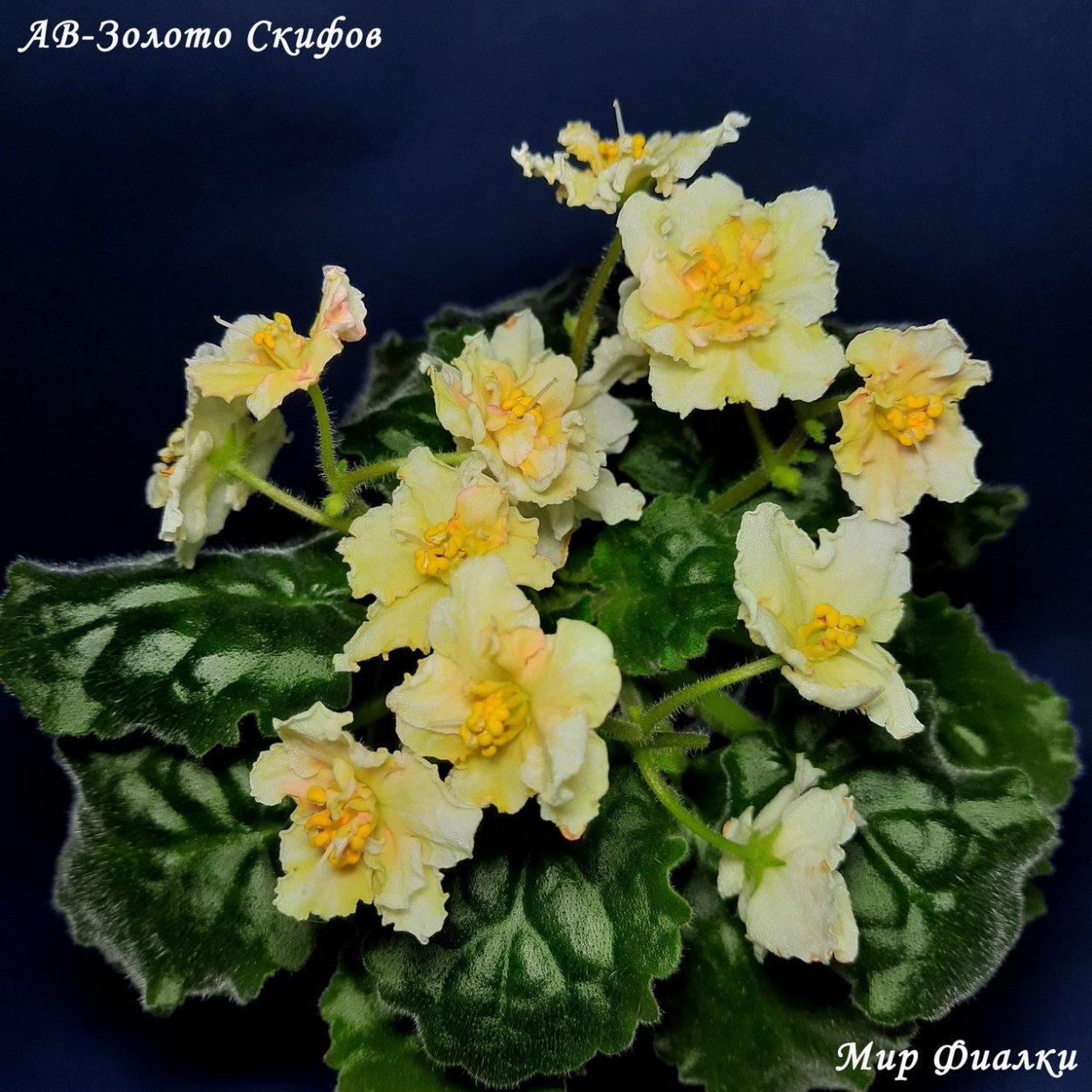 АВ 771-166 фиалка фото