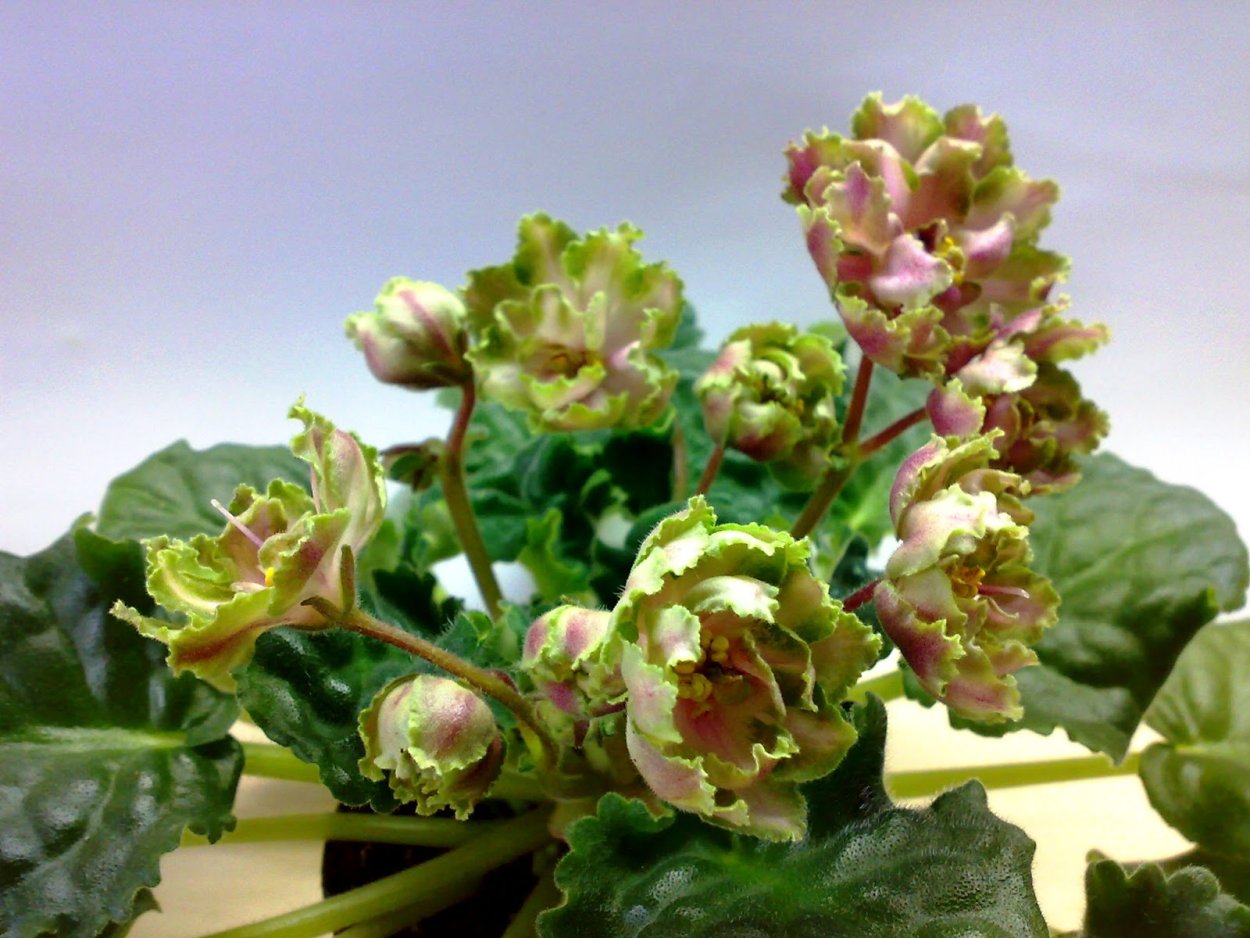 Сенполия Малахитовая роза