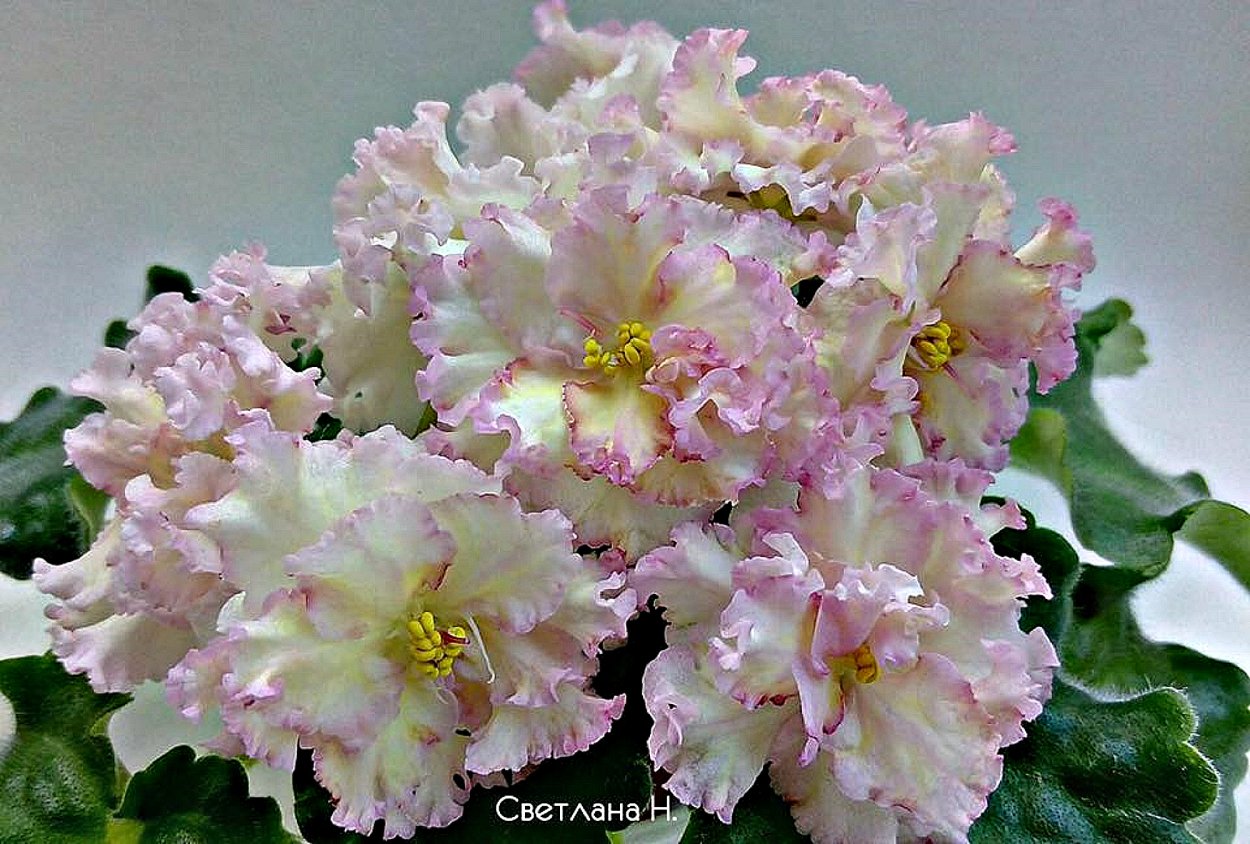 Фиалка злато злато скифов