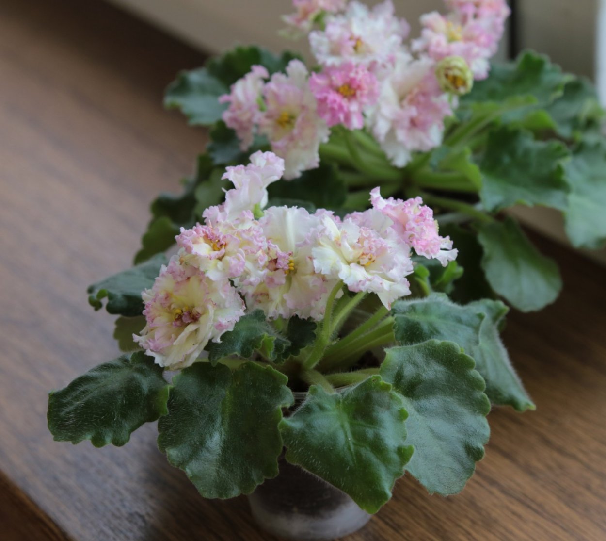 Фиалка Ле Золотая Хризантема