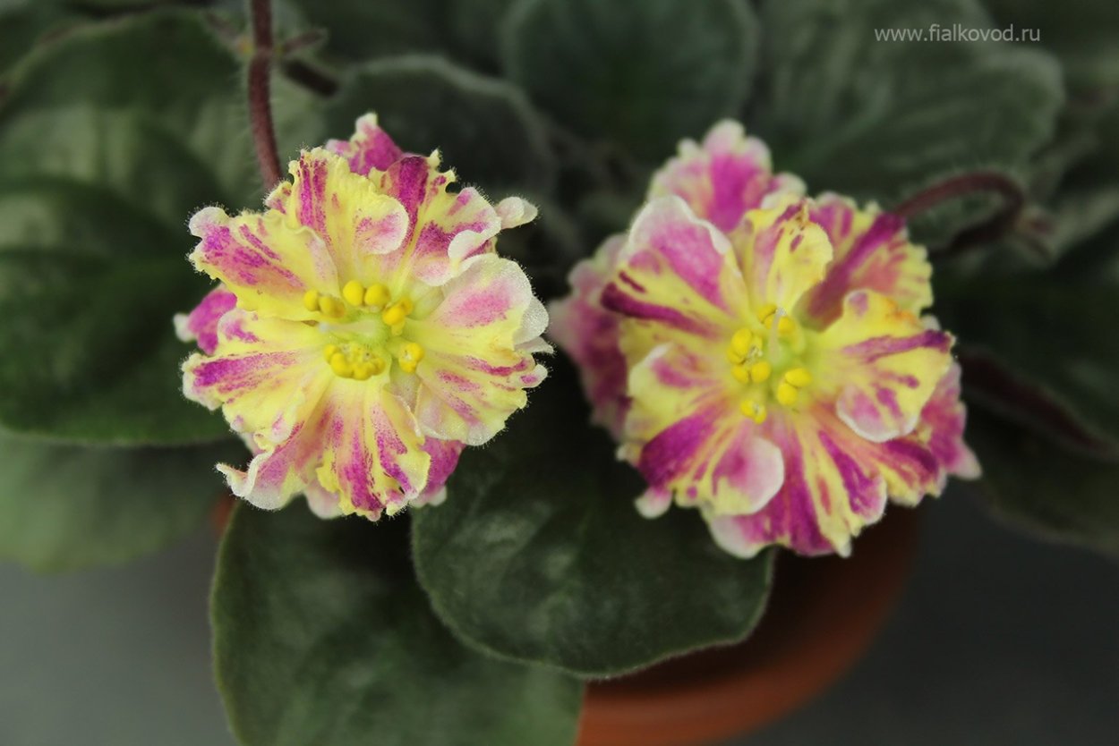 Сенполия АВ Мимоза