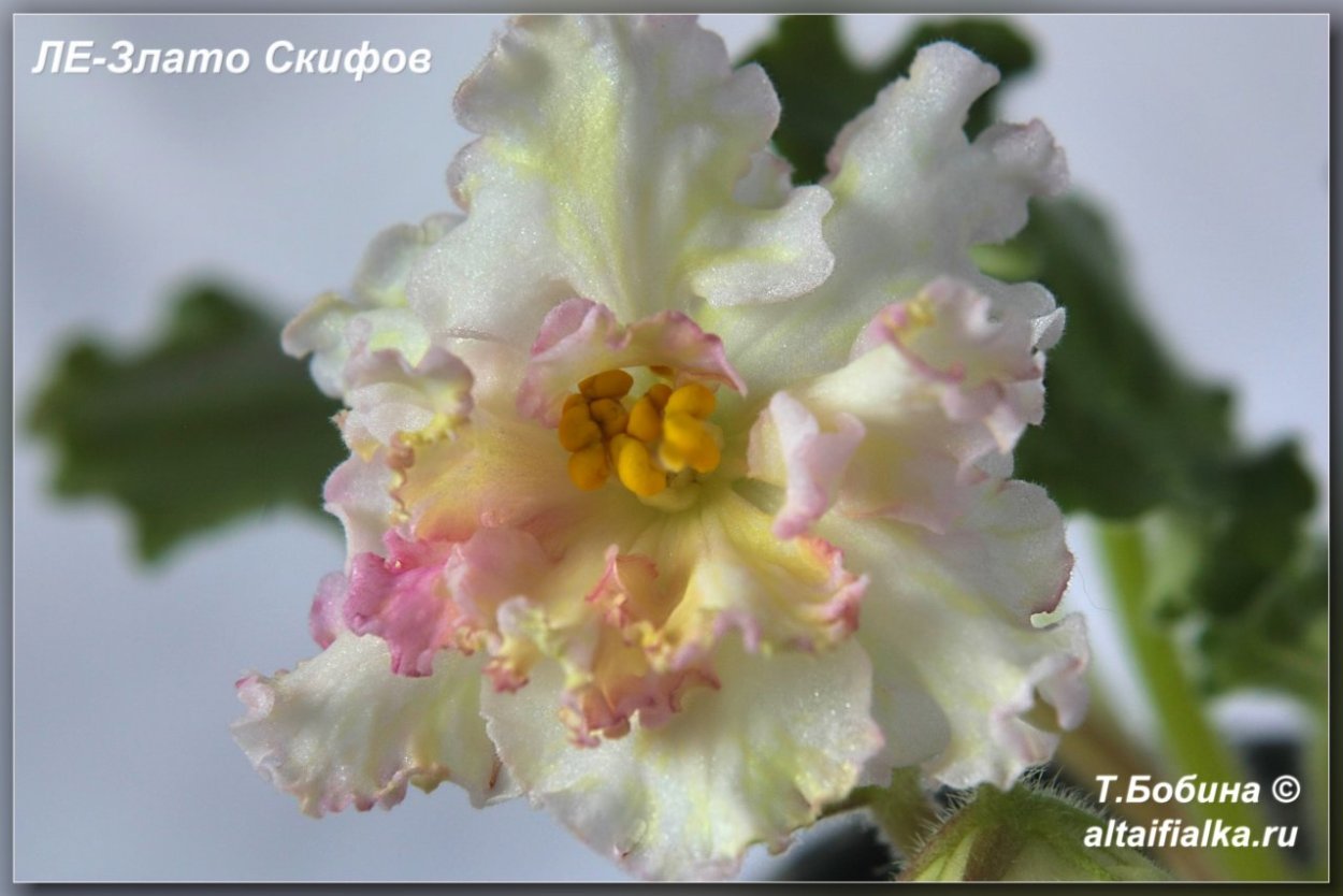 Бой Быков злато скифов фиалка