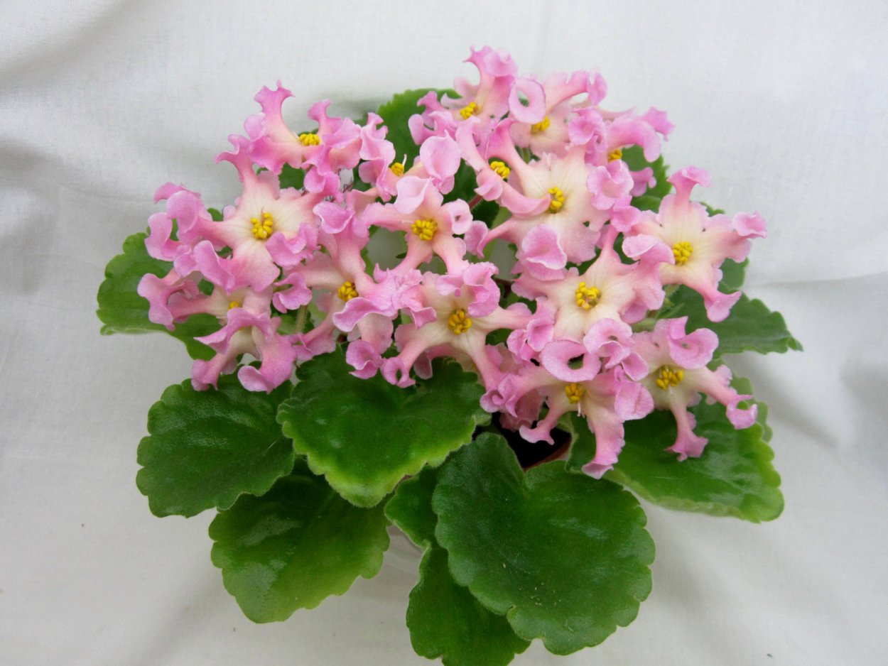 Фиалка Золотая текила