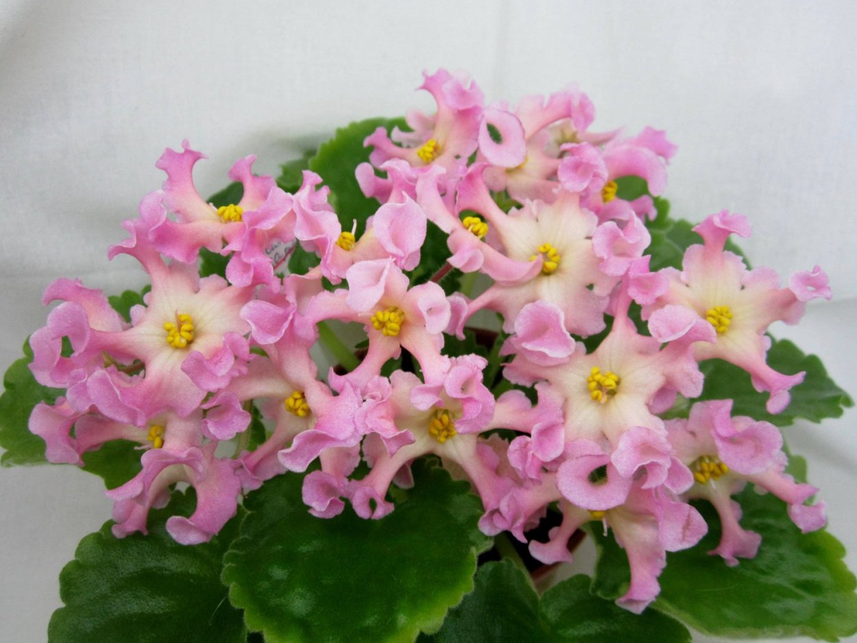 РМ-розовая волна фиалка