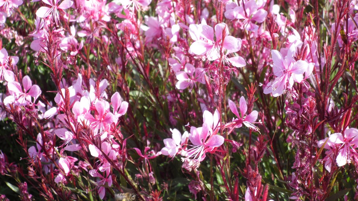 Гаура Вариегата Роуз