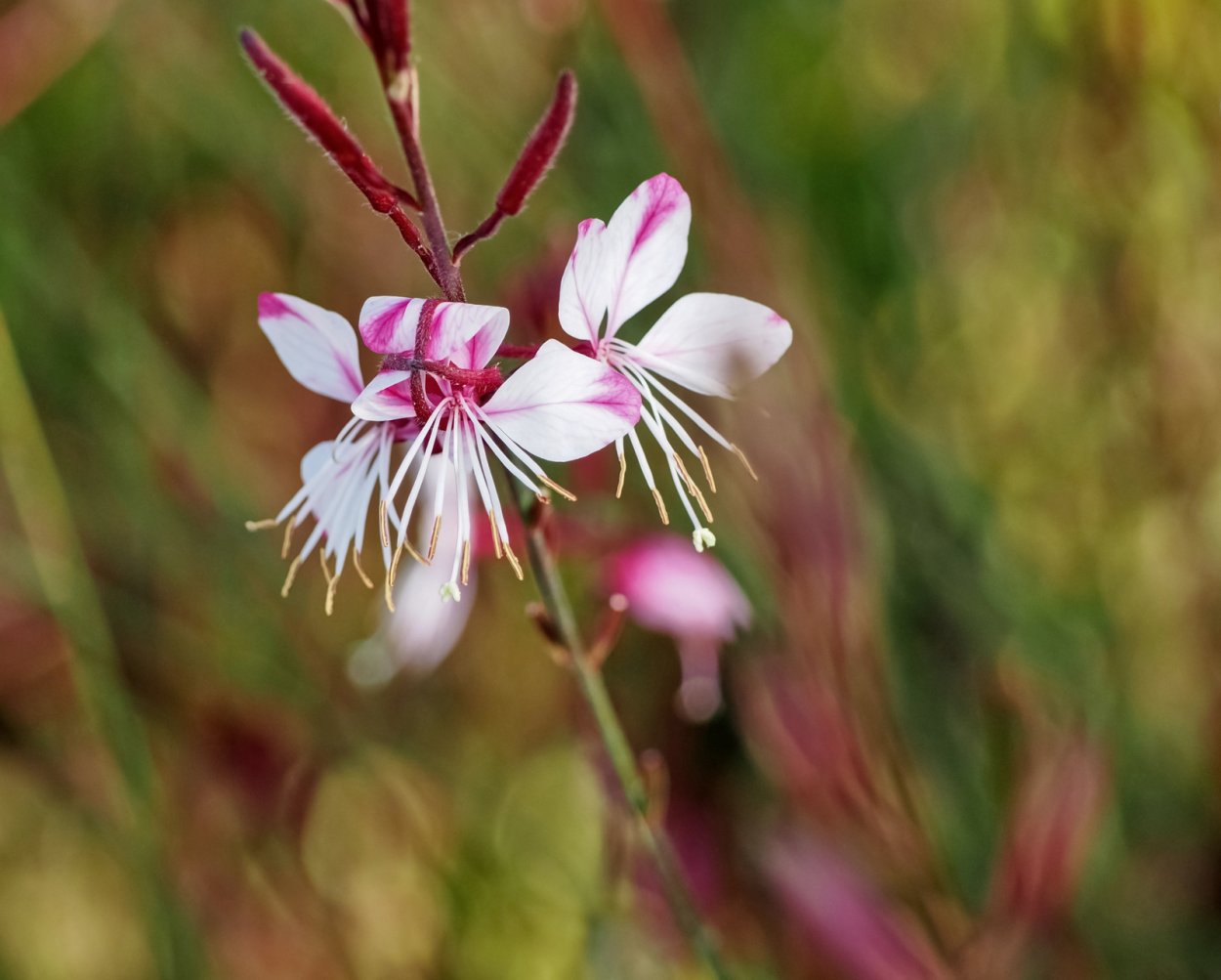 Гаура Линдхеймера порхающие бабочки