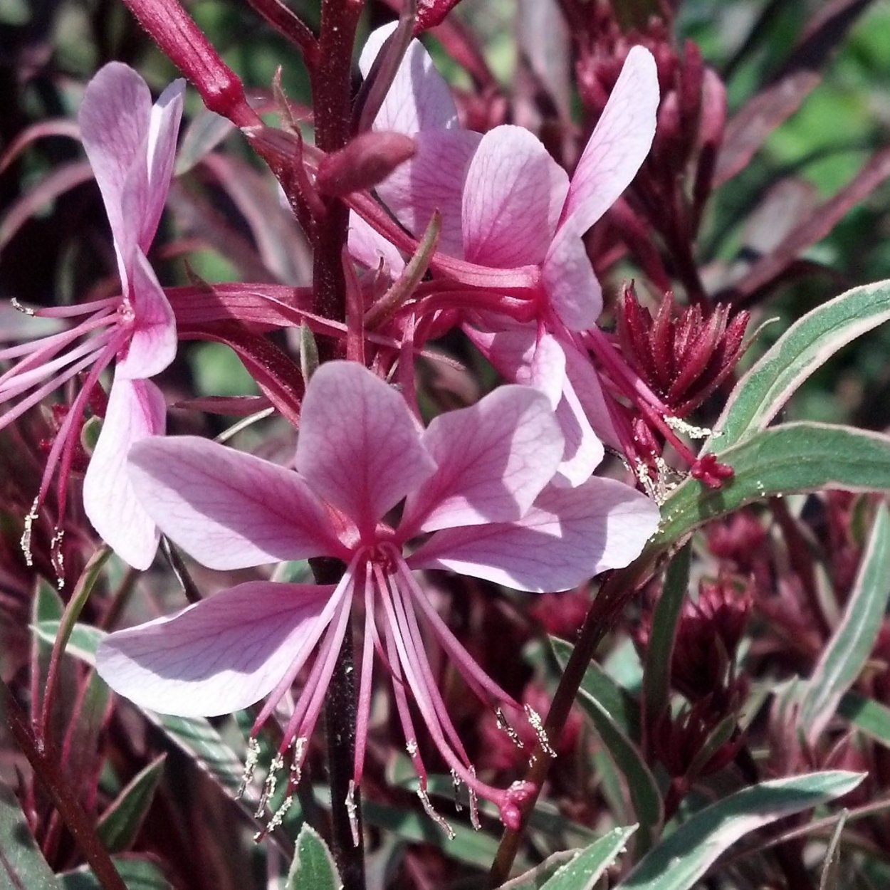 Гаура Линдхеймера Рейнбоу