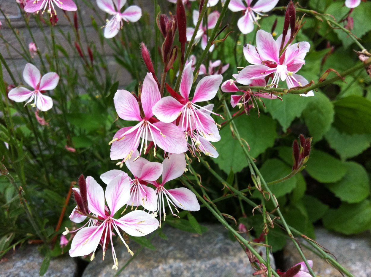 Гаура Линдхеймера