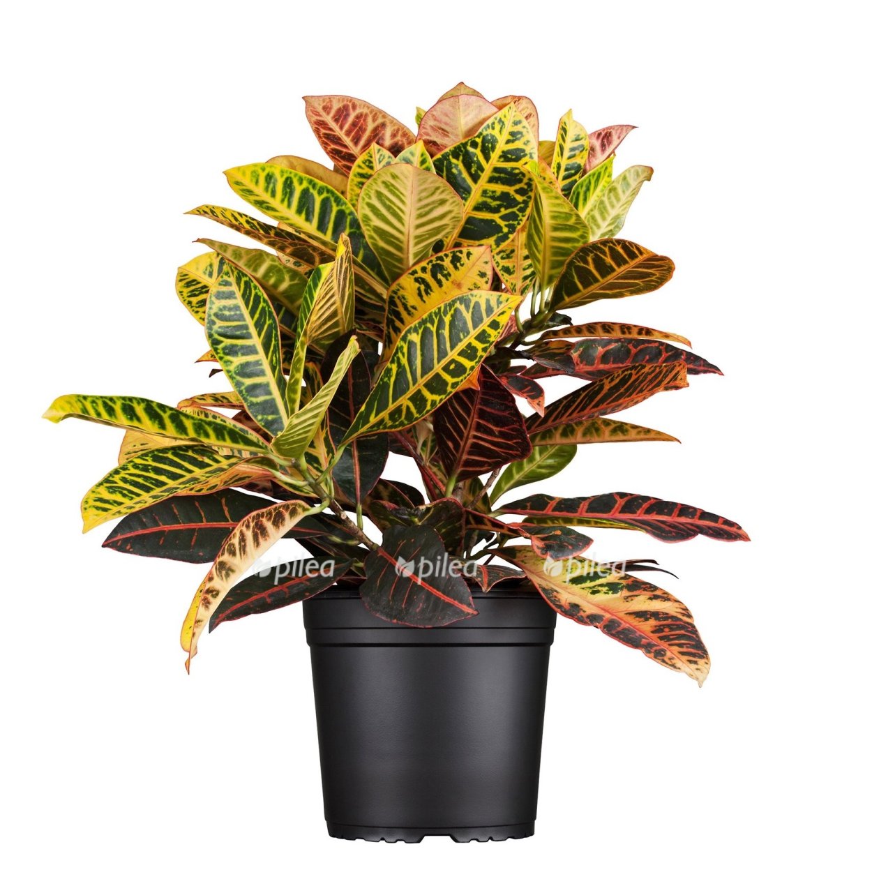 Кодиеум Варигатум Петра