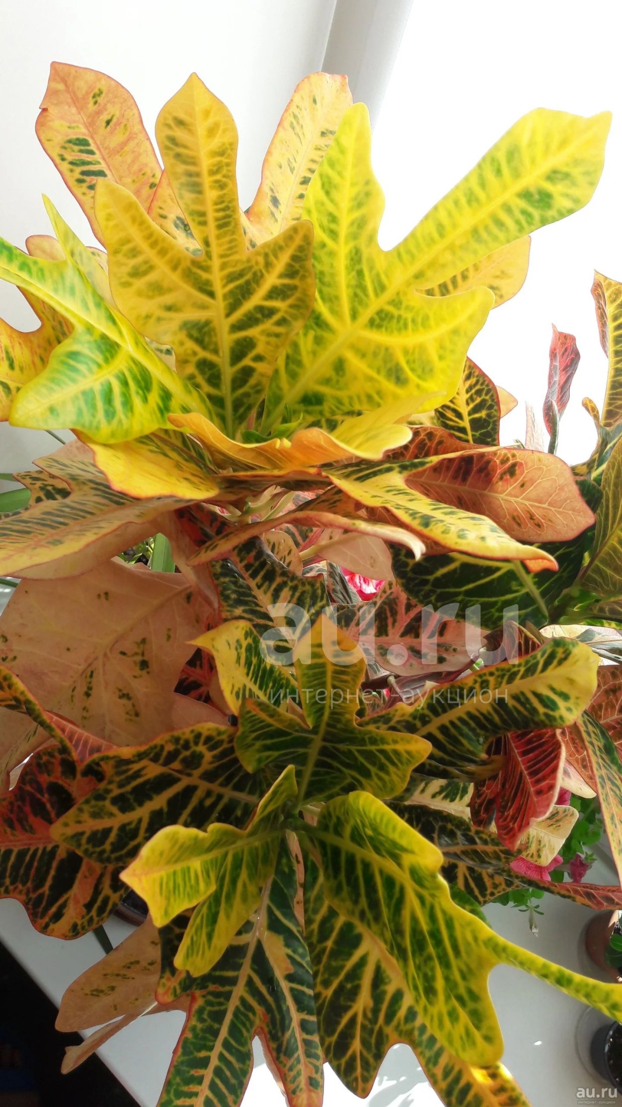 Кротон Кодиеум экмеланс