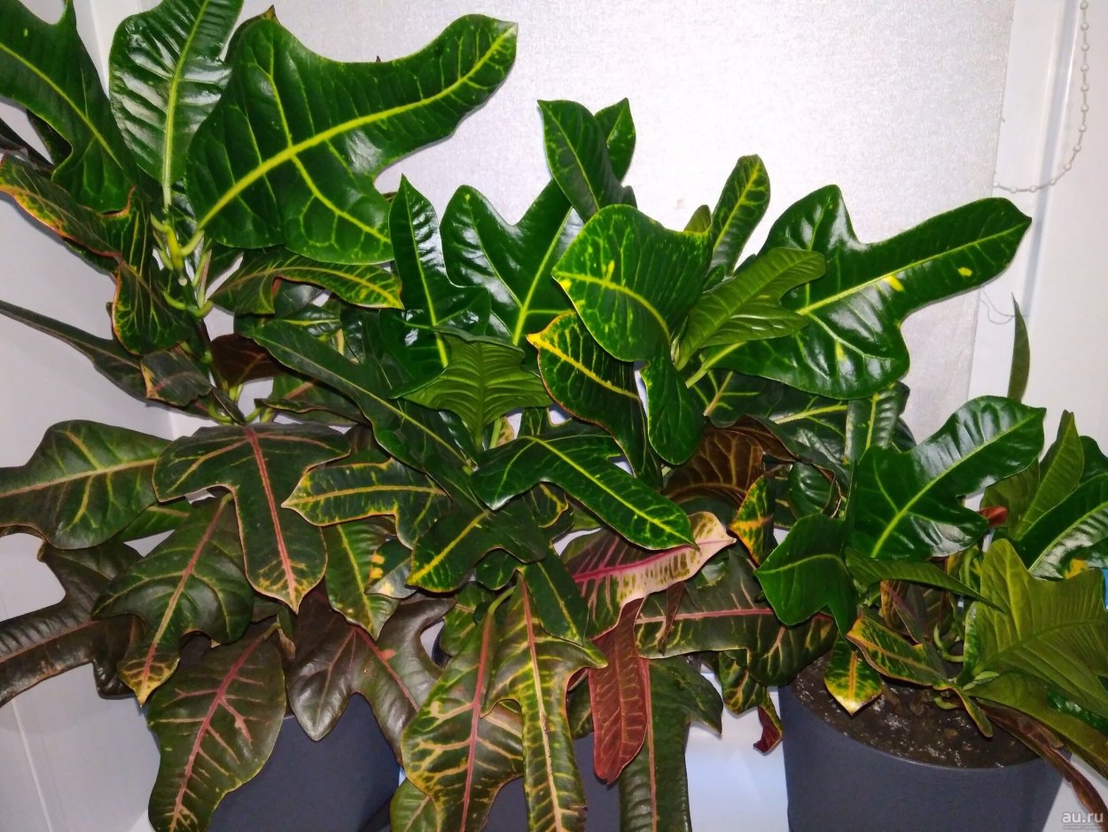 Кротон лировидный