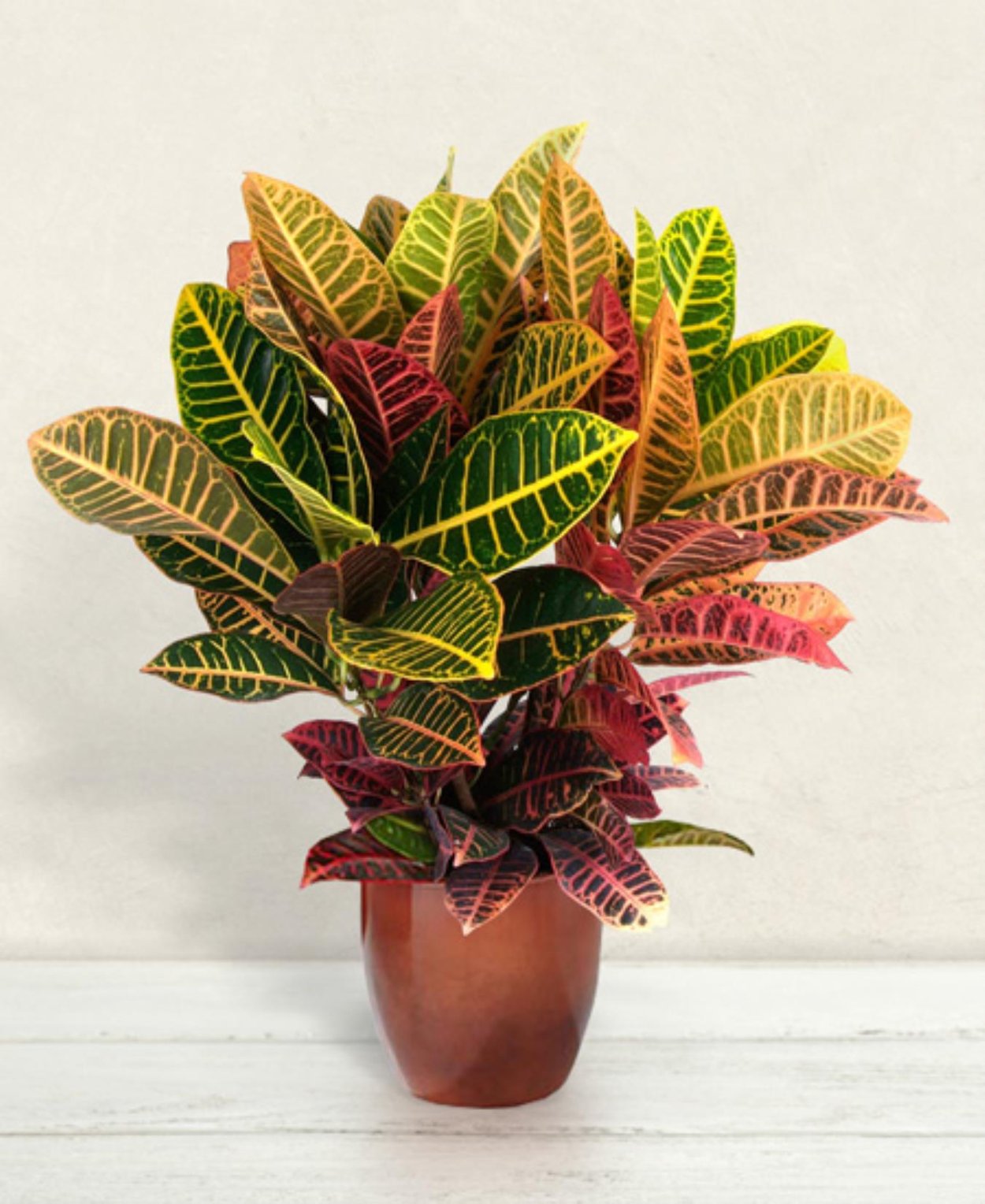 Кодиеум Кротон пестрый