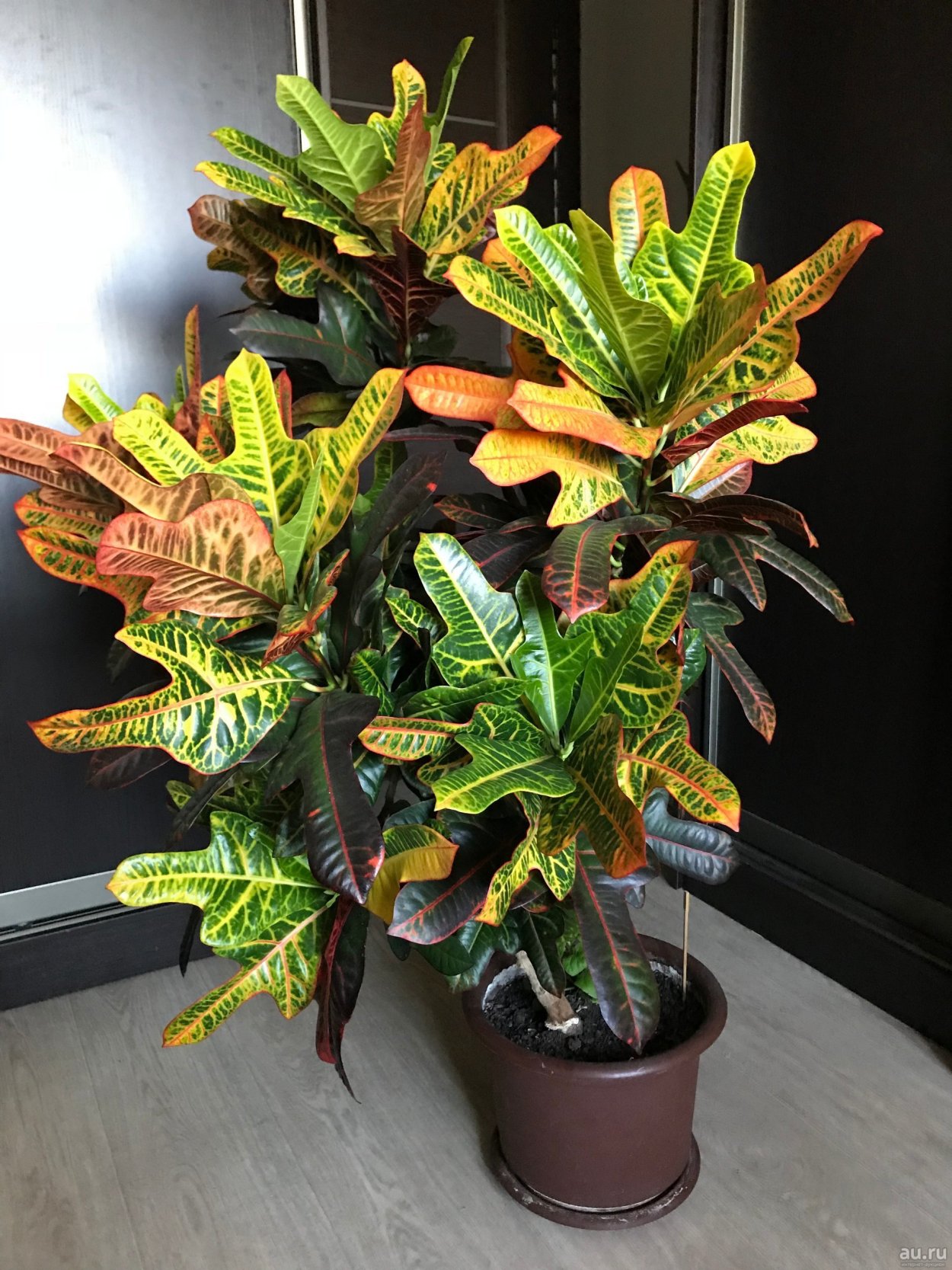 Кодиеум Кротон пестрый