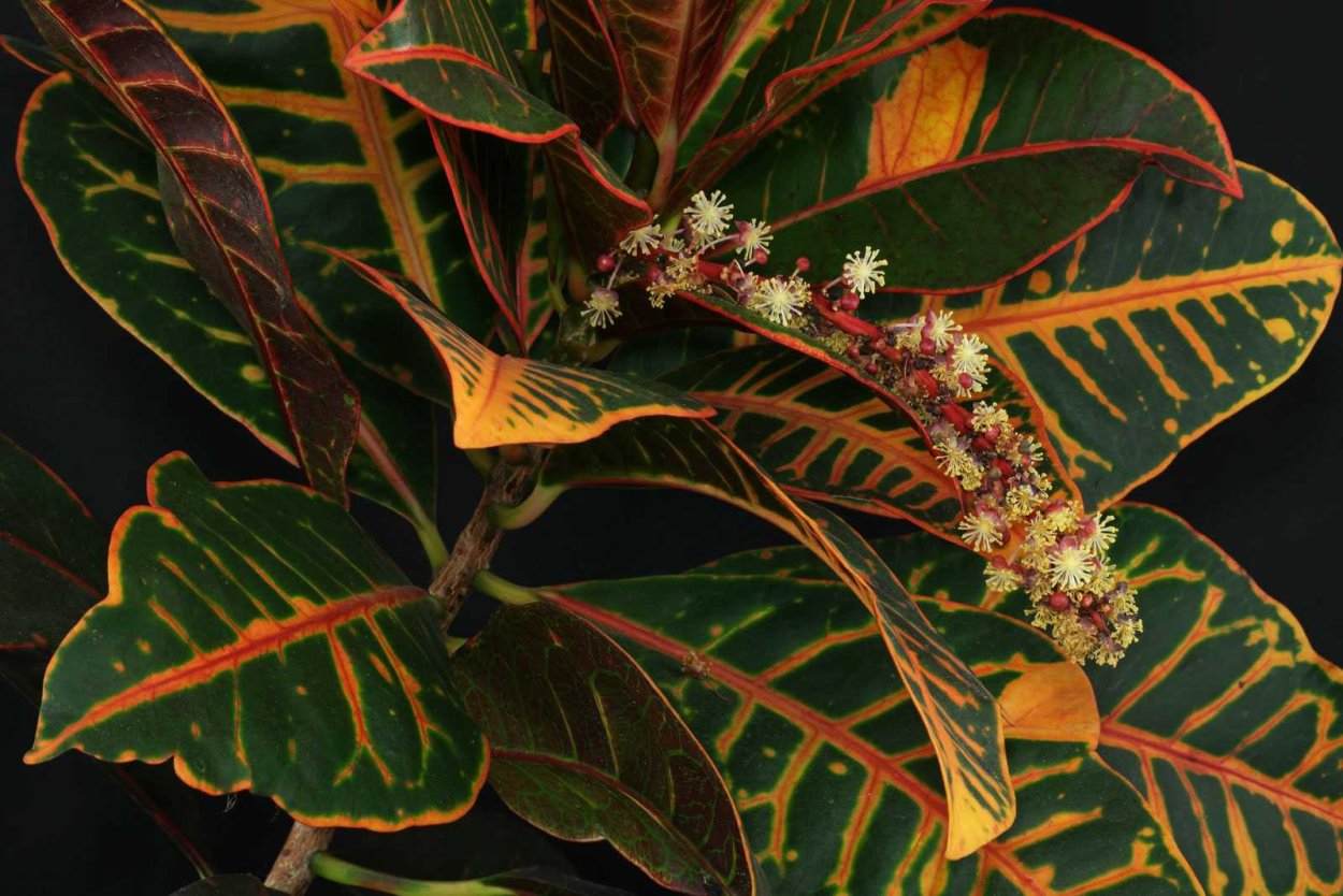 Кротон Кодиеум