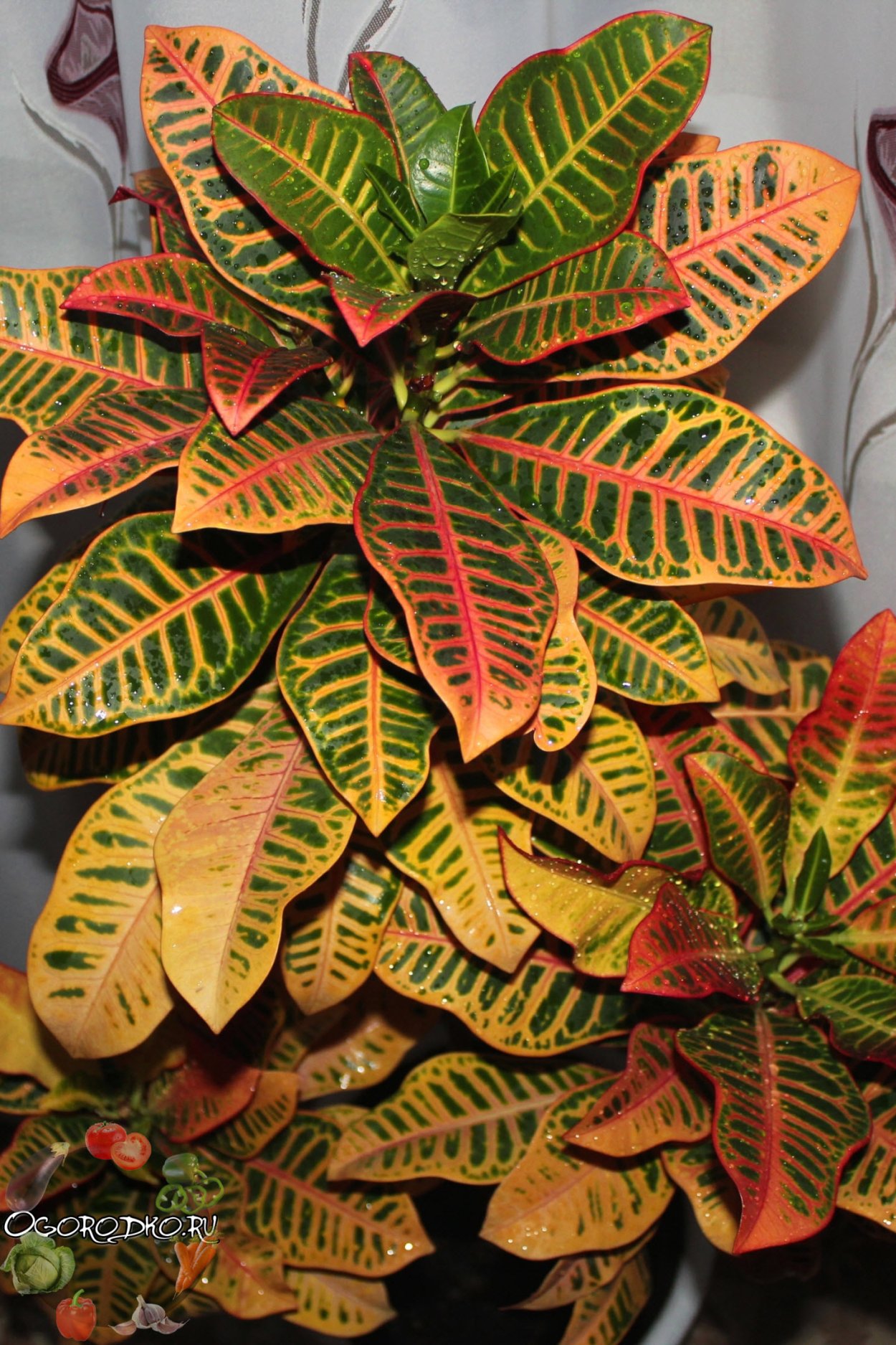 Кротон санхеция