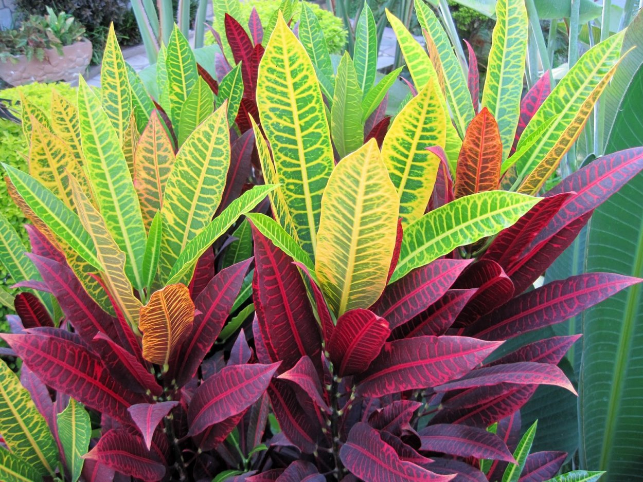 Молочай Кротон