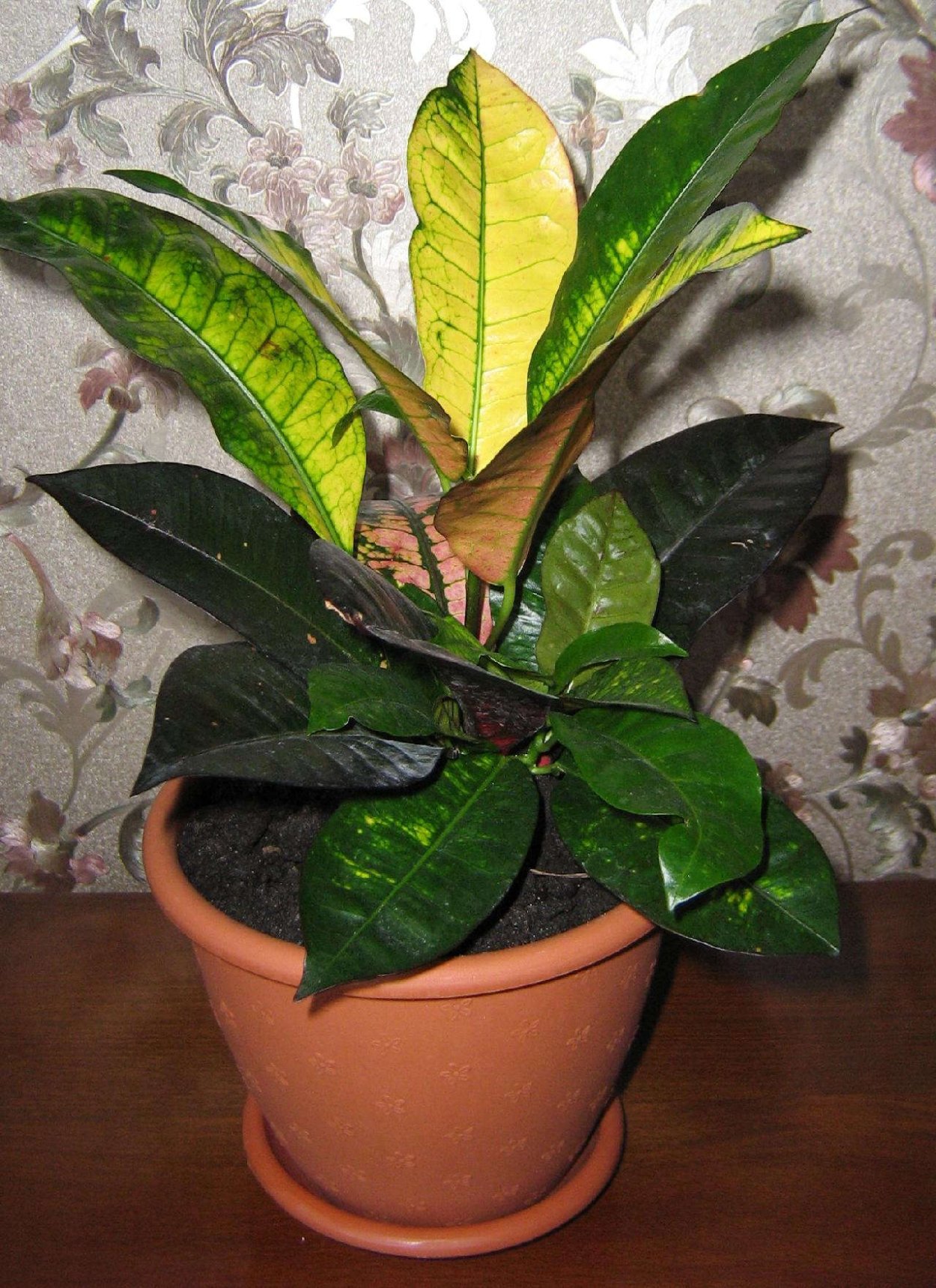 Кротон Кобра