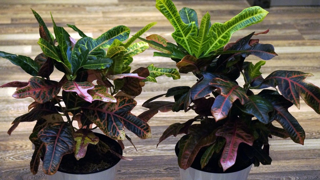 Кротон ред экскуренс