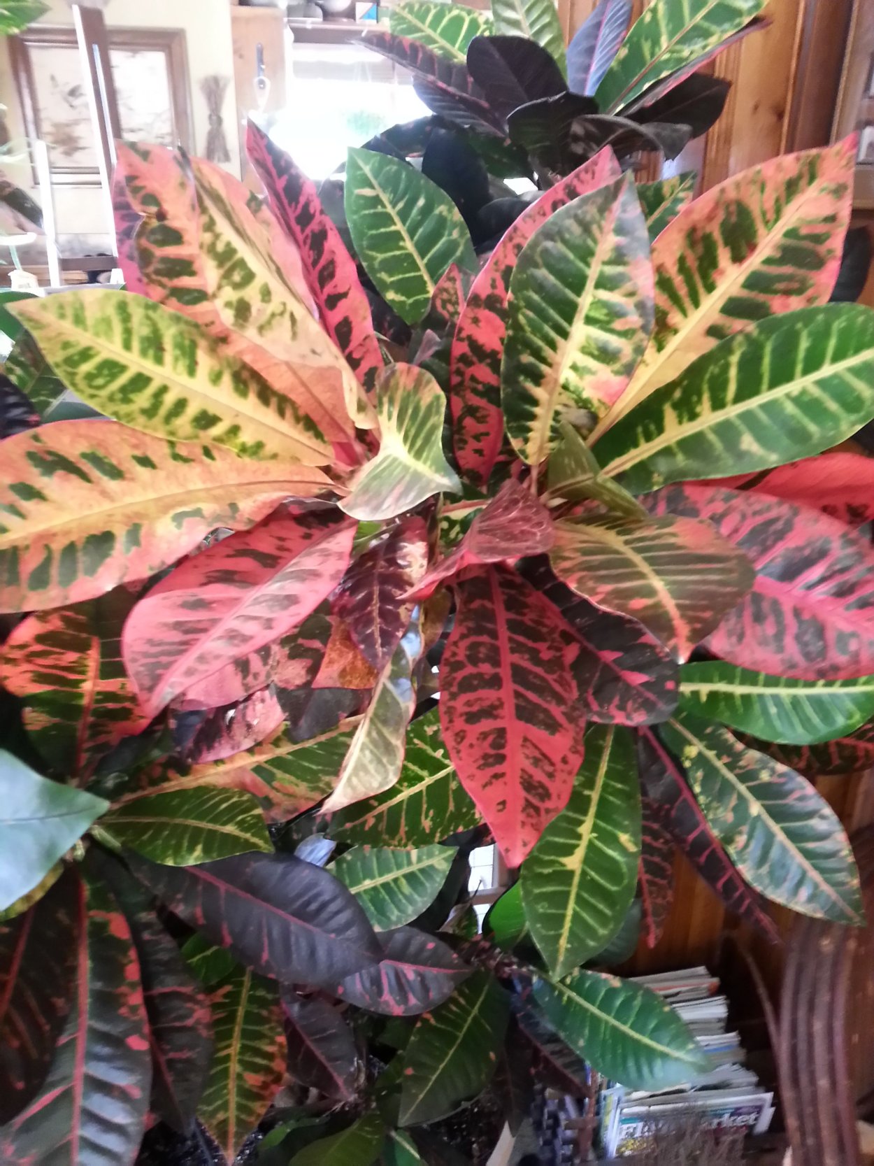 Кротон растение Вилма