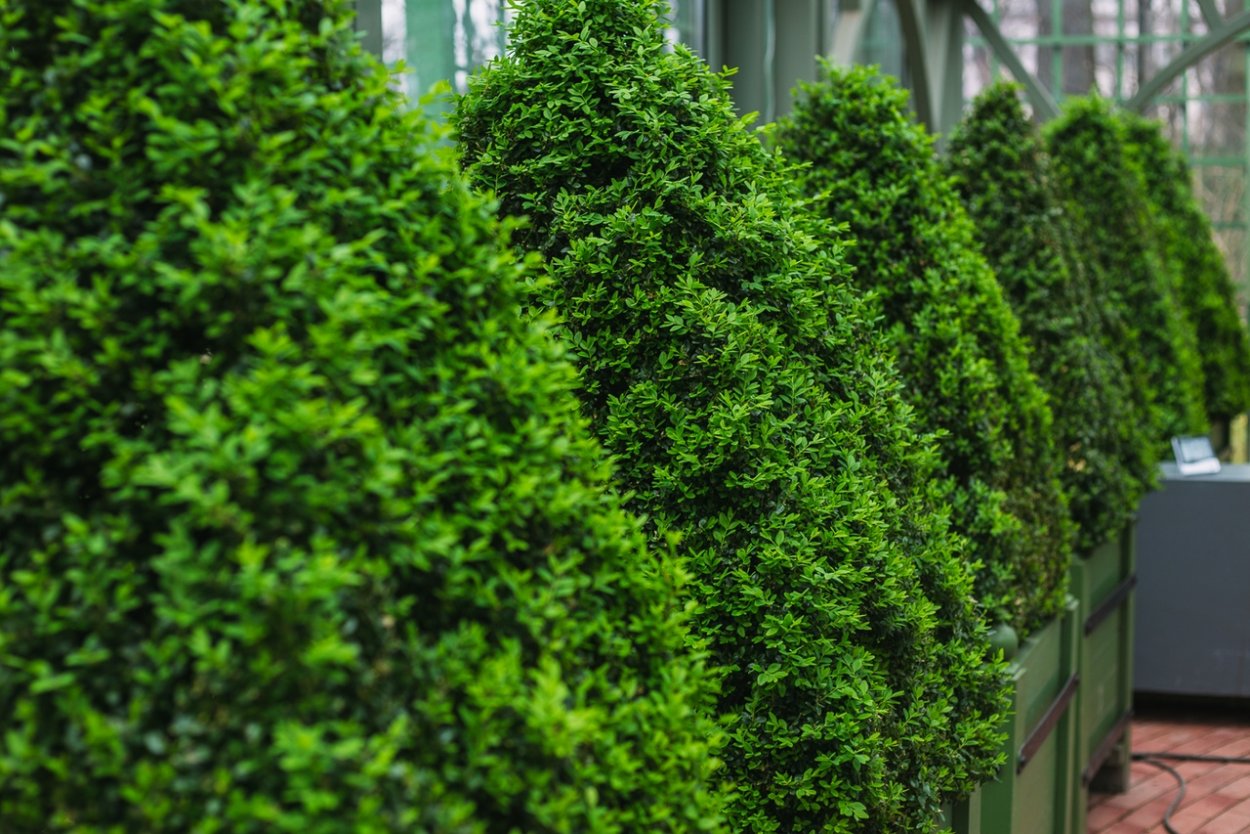 Туи Смарагд Топиар