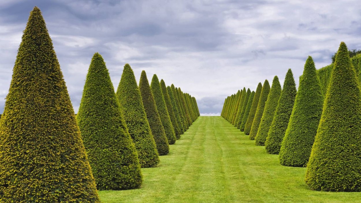 Топиарная стрижка пирамида