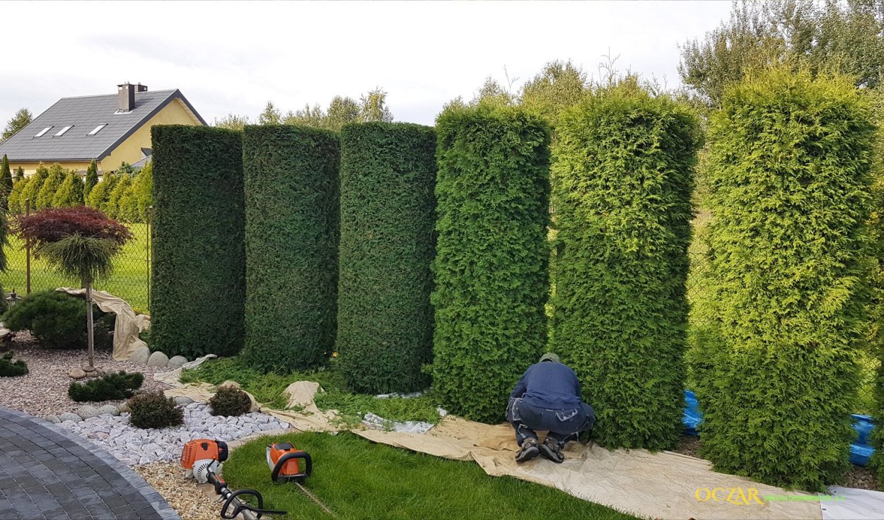 Туя Брабант стриженная