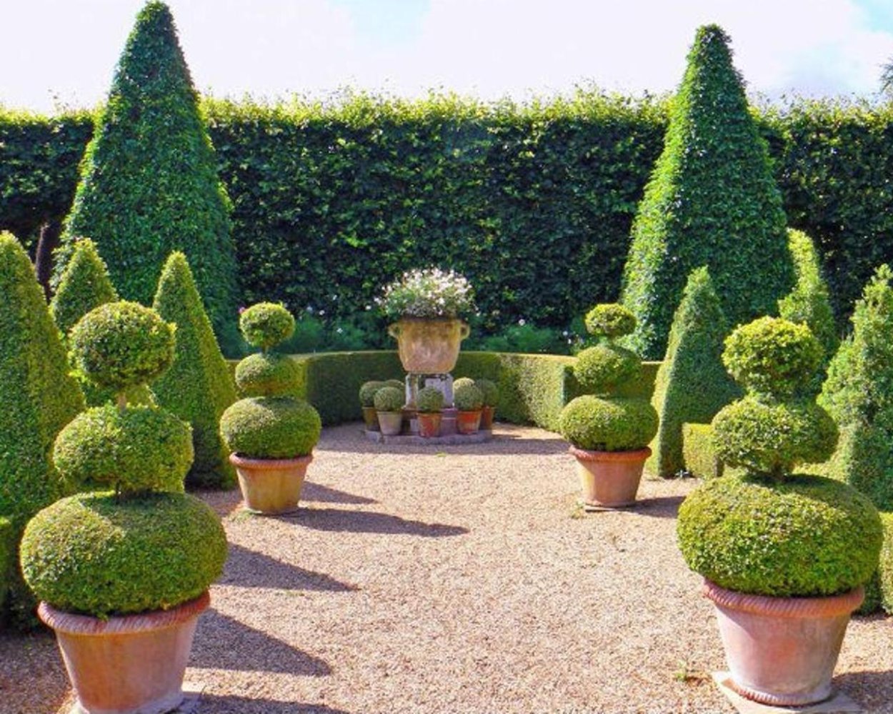 Топиарная стрижка туи