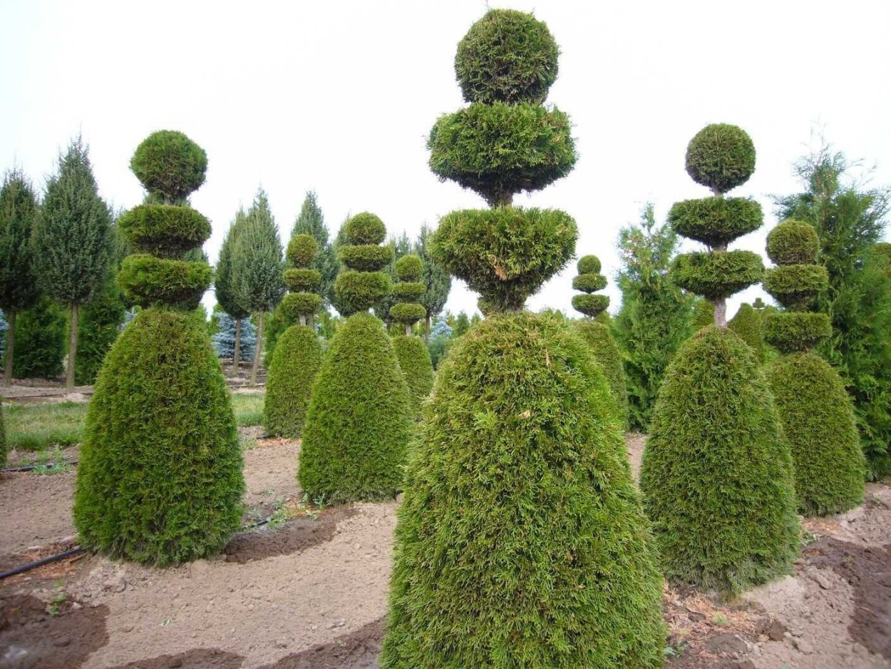 Туя Западная ниваки