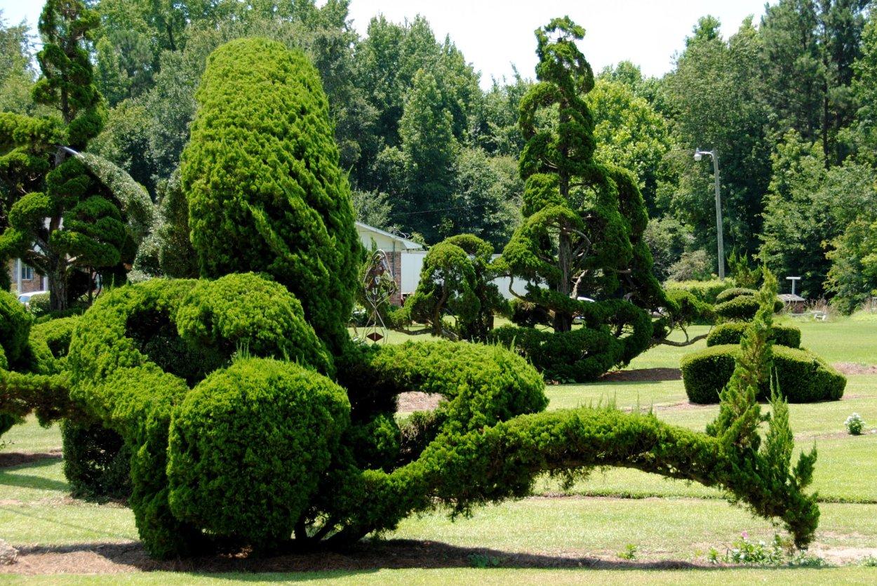 Кипарис Топиар