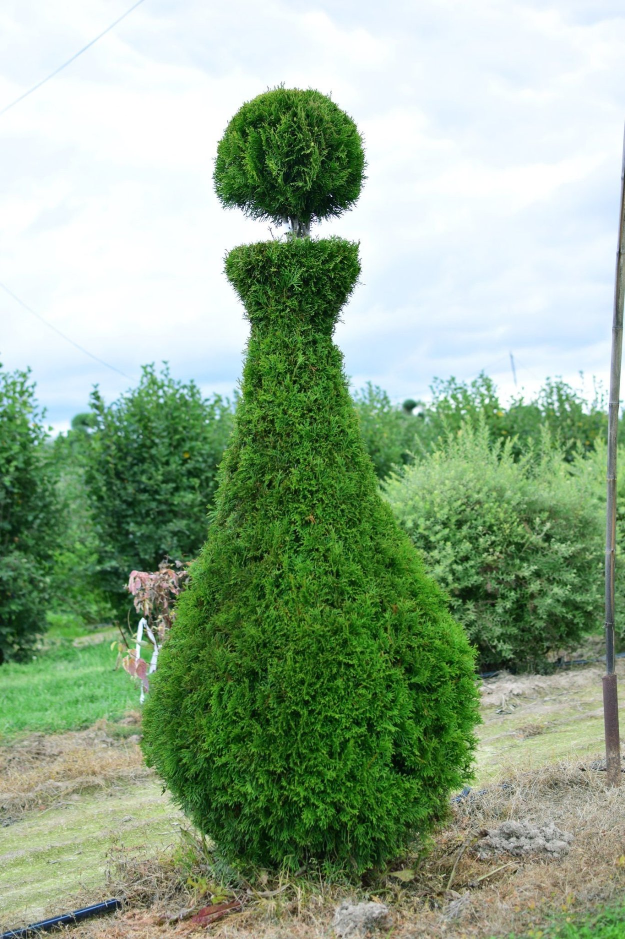 Топиарная стрижка туи Смарагд