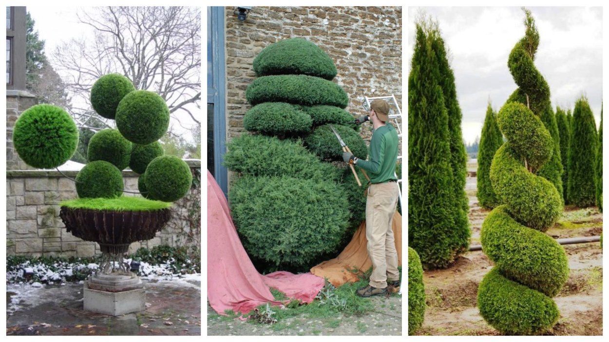 Топиарная стрижка туи Смарагд