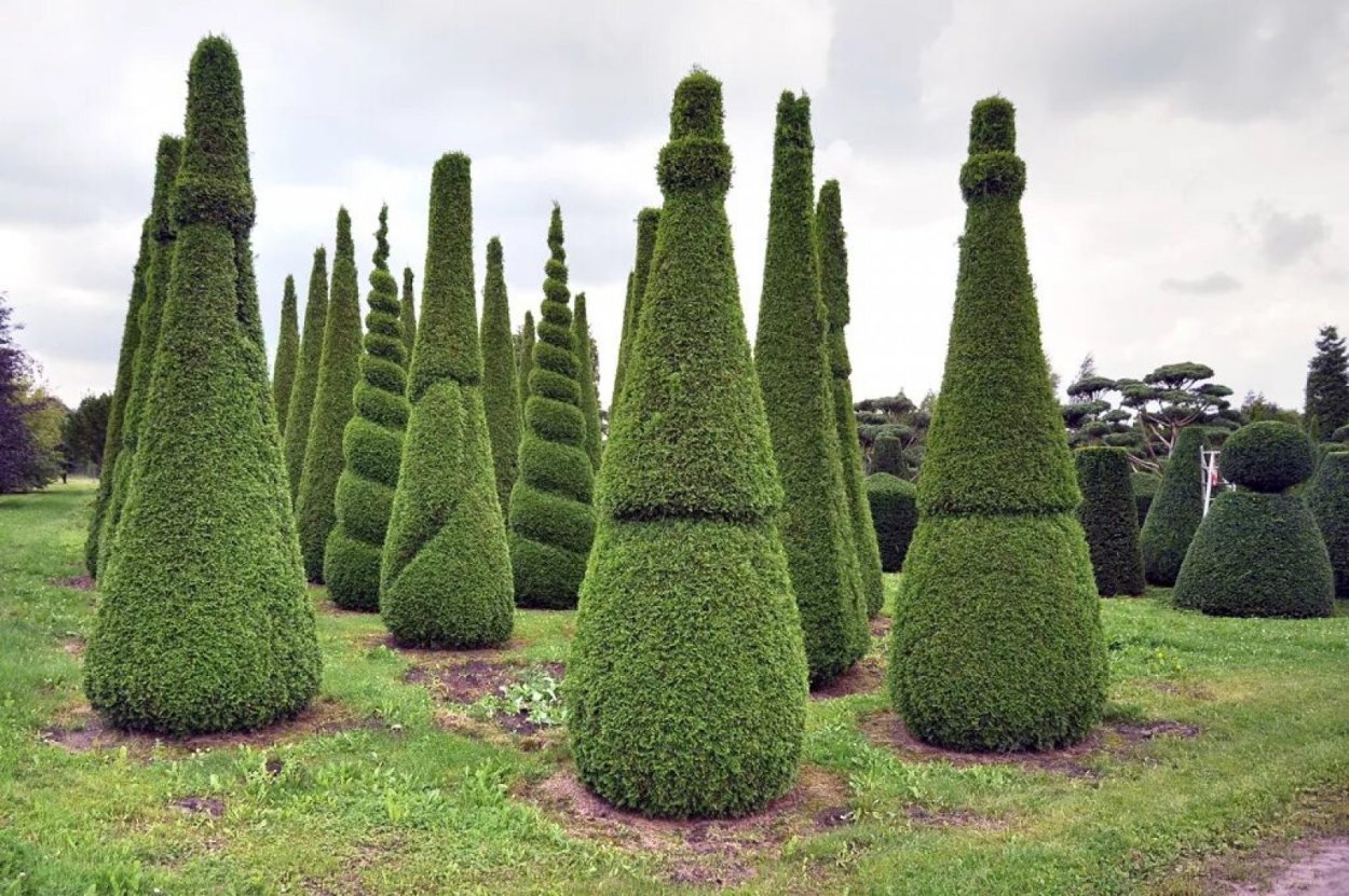 Топиарная стрижка туи Смарагд