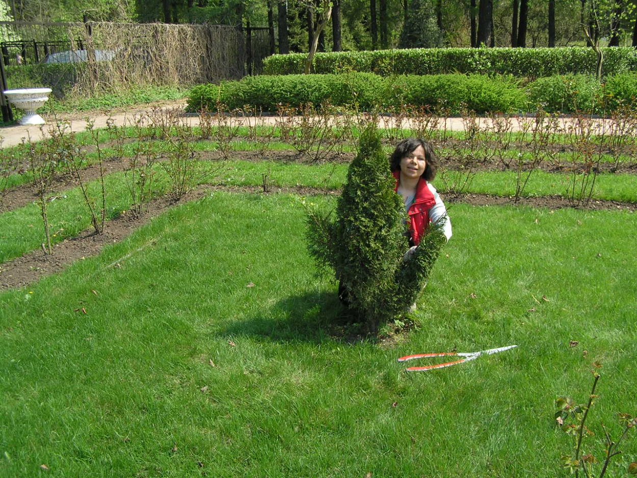 Рейнгольд топиарная стрижка