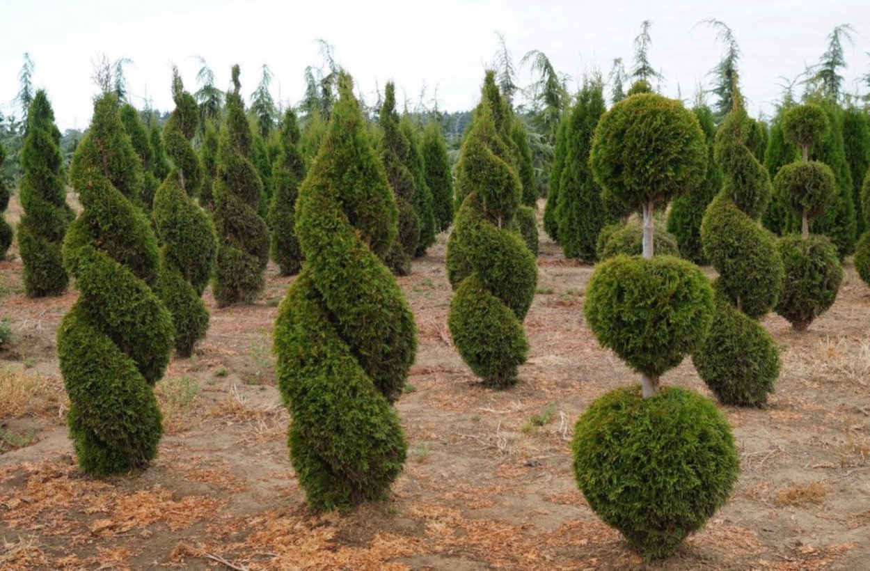 Туи Смарагд Топиар