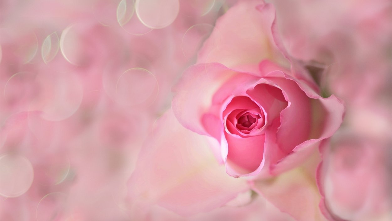 Светло розовые цветы