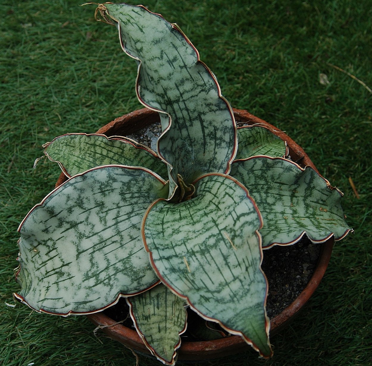 Сансевиерия kirkii