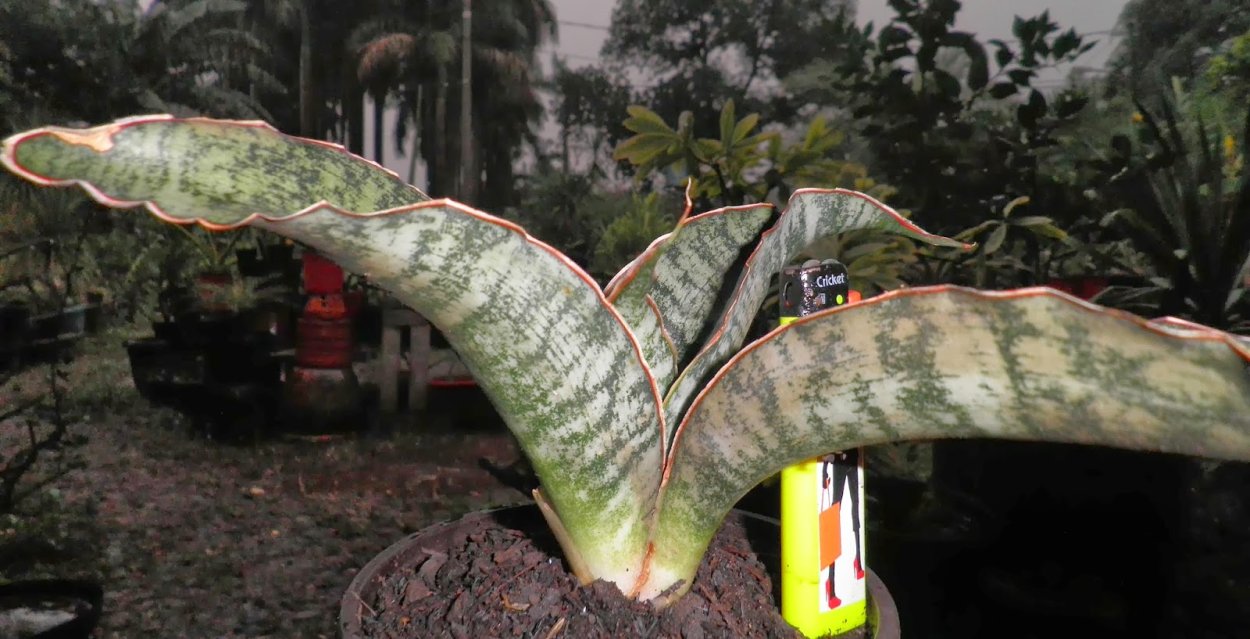 Сансевиерия ТАФ леди