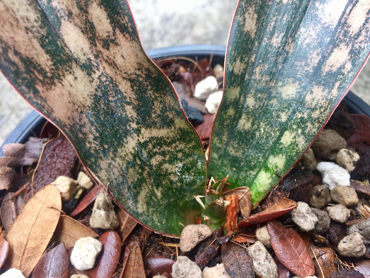 Сансевиерия kirkii Coppertone