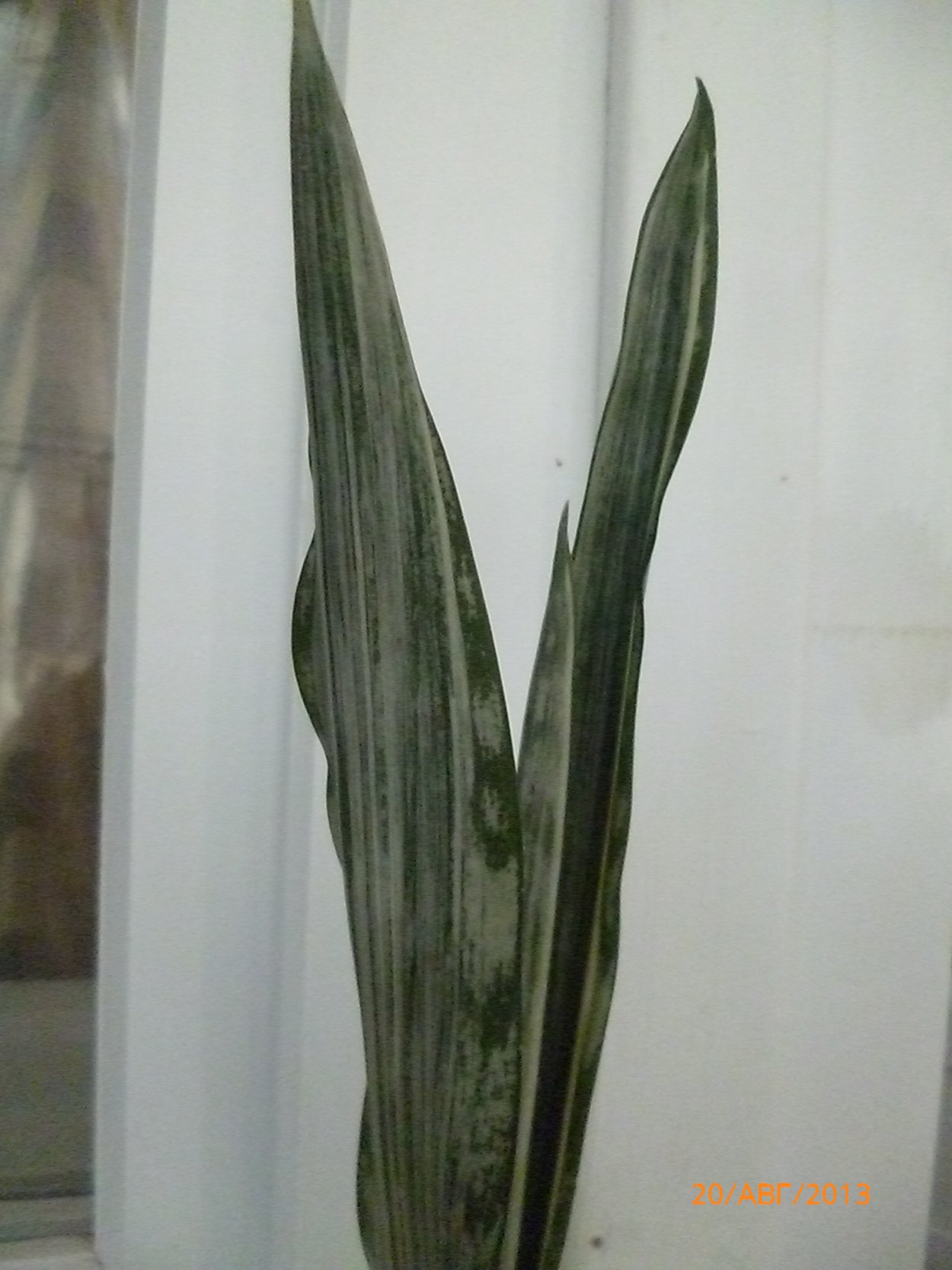 Сансевиерия кирки Браун