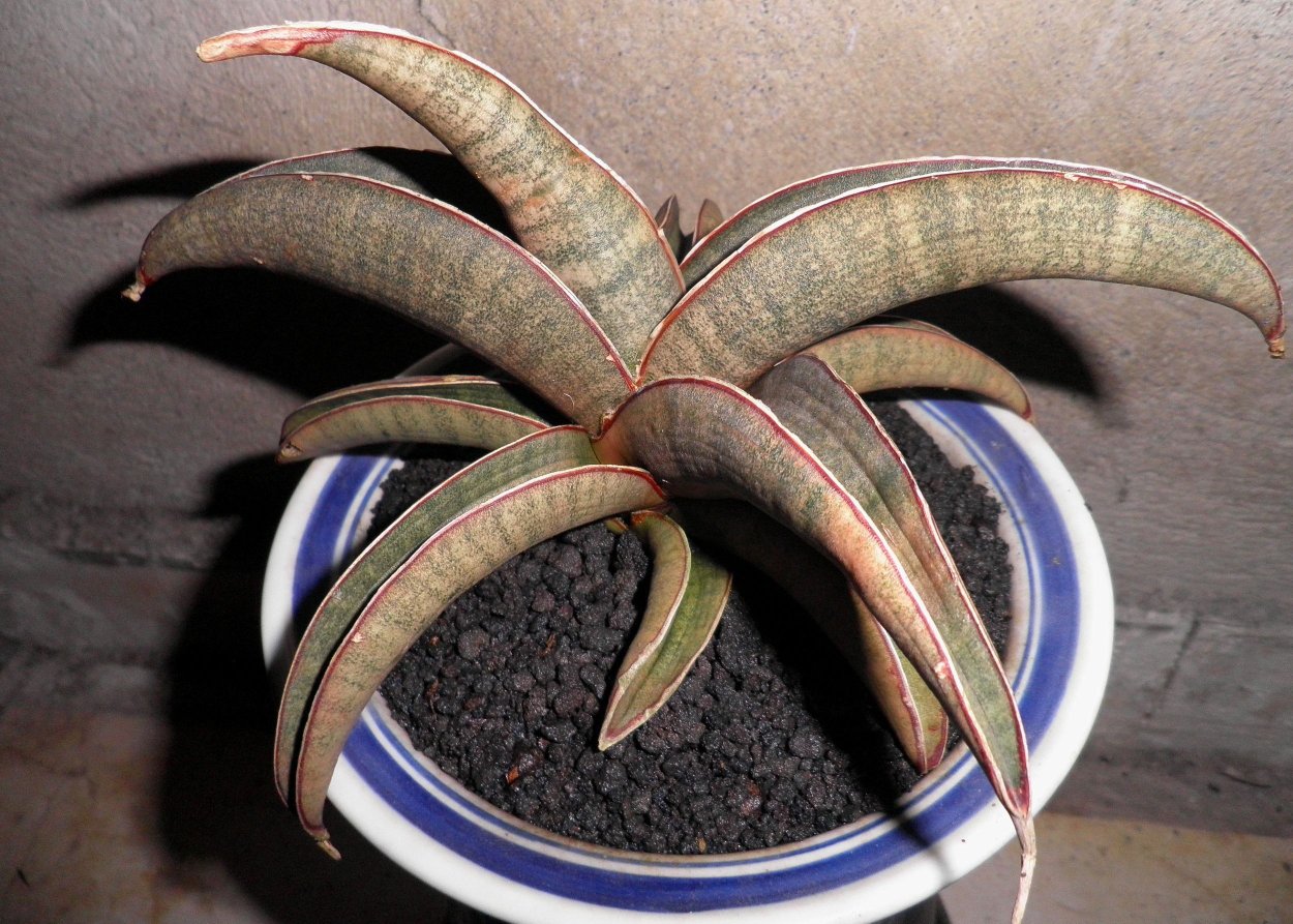 Pink bat Сансевиерия