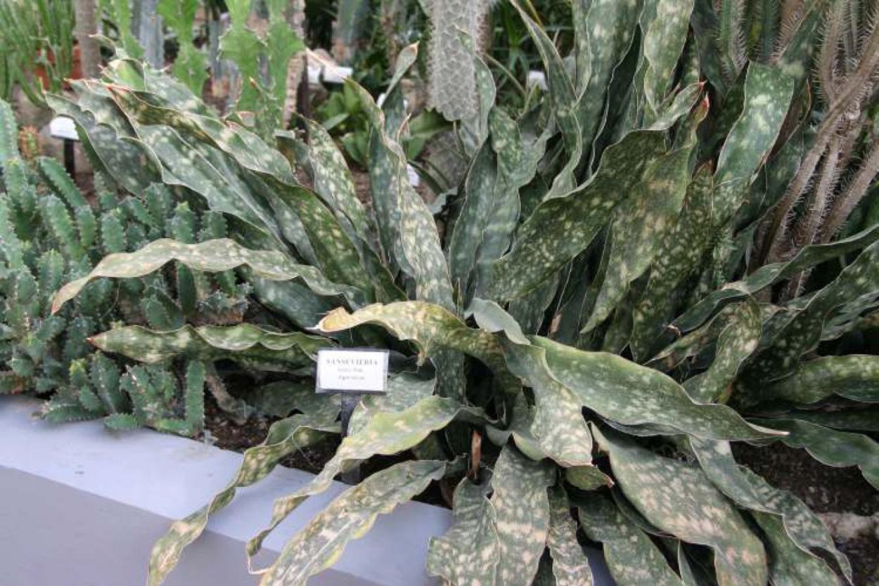 Сансевиерия либерийская (Sansevieria Liberica)