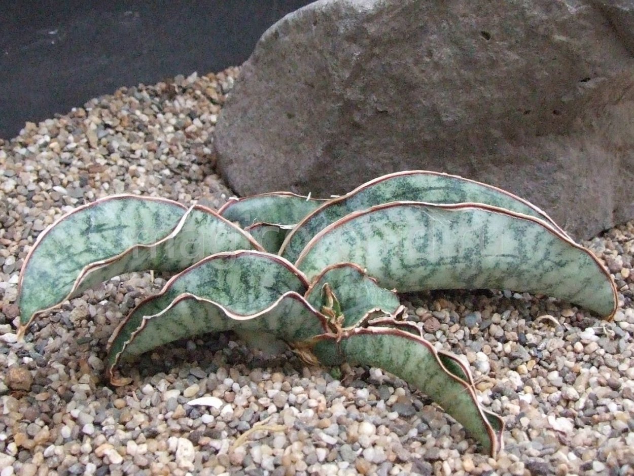 Sansevieria kirkii Silver Blue