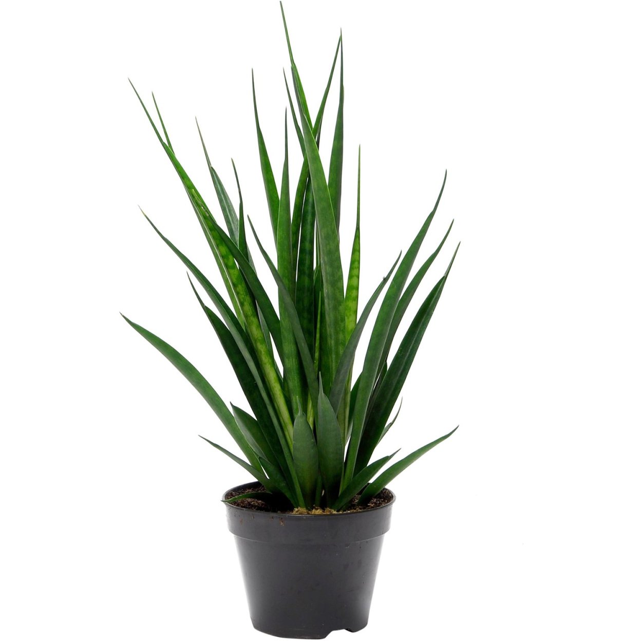 Сансевиерия кирка Sansevieria kirkii