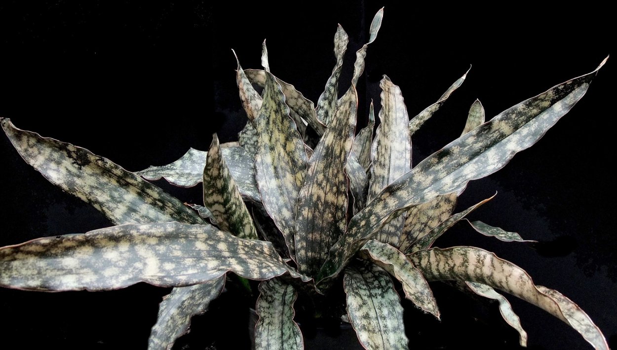 Сансевиерия kirkii pulchra