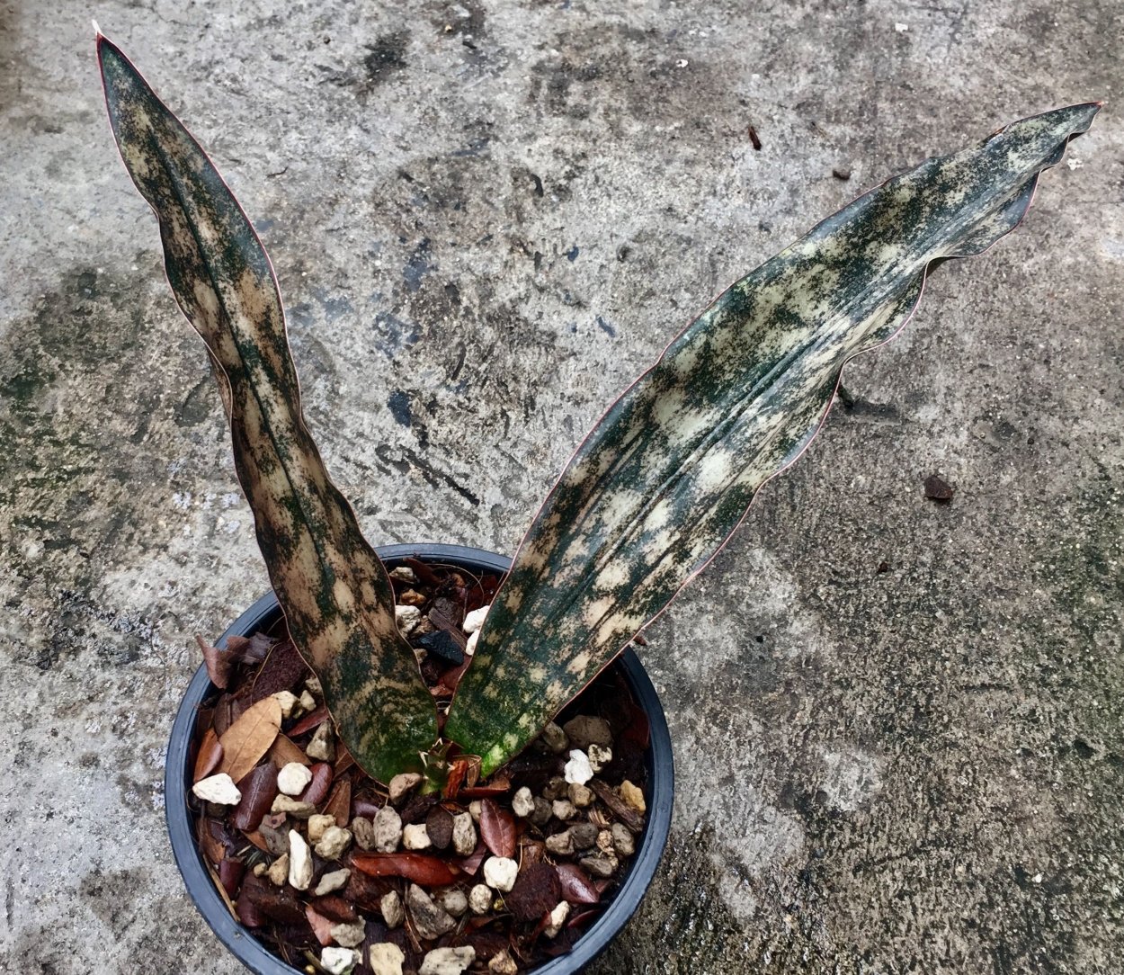 Сансевиерия kirkii Coppertone