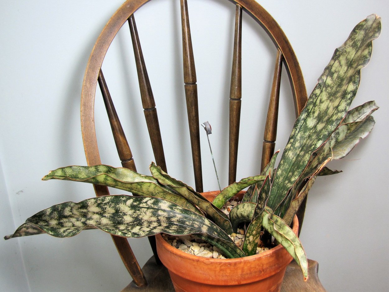 Сансевиерия Джангл Шэдоу