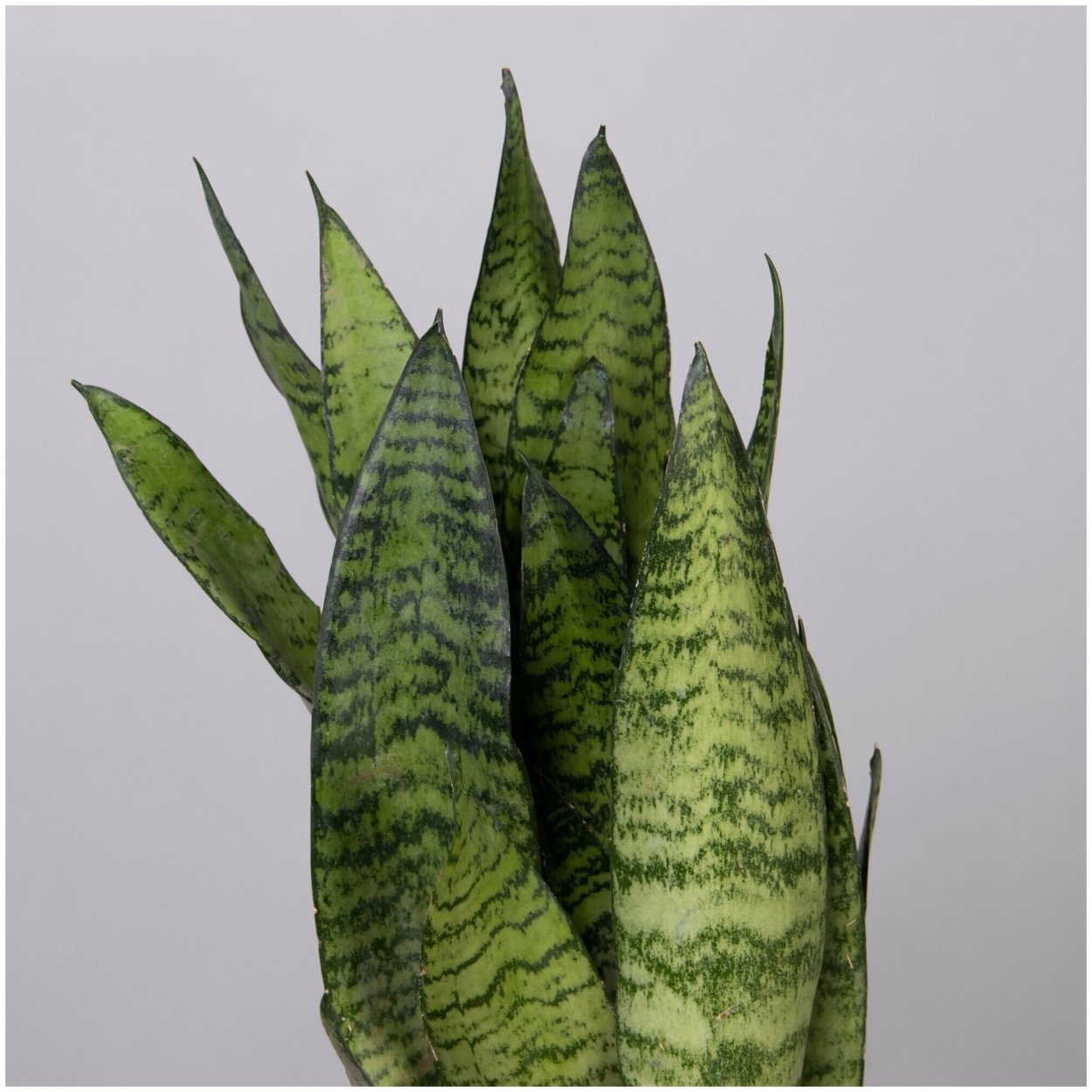 Сансевиерия zeylanica