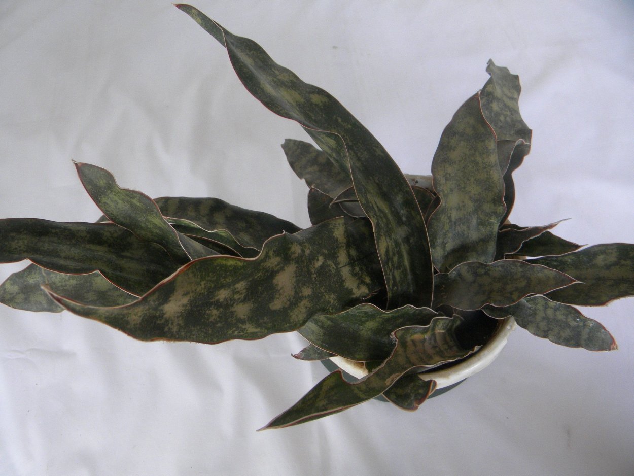 Сансевьера kirkii