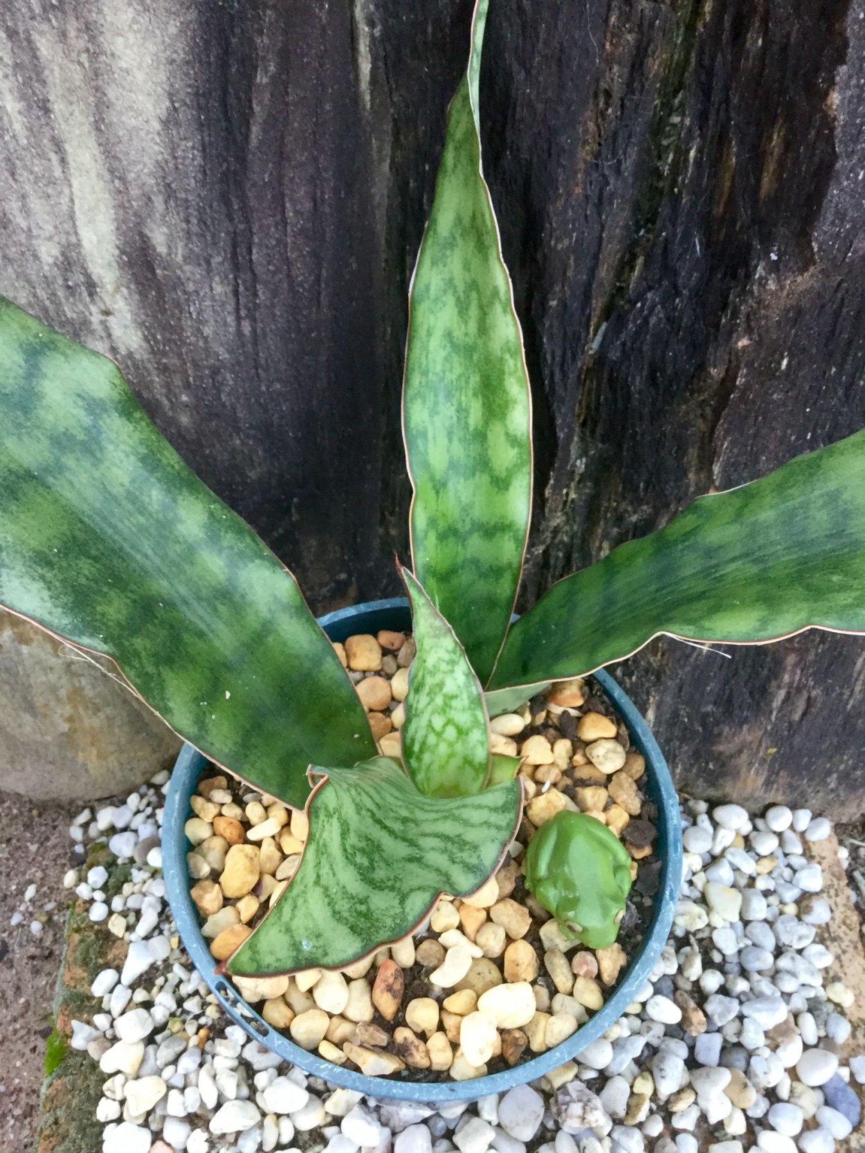 Сансевиерия Star Iguana