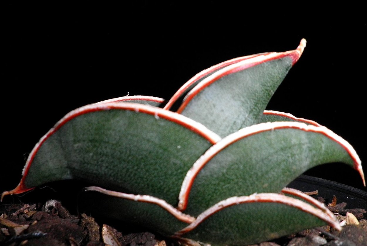 Сансевиерия Star Rose